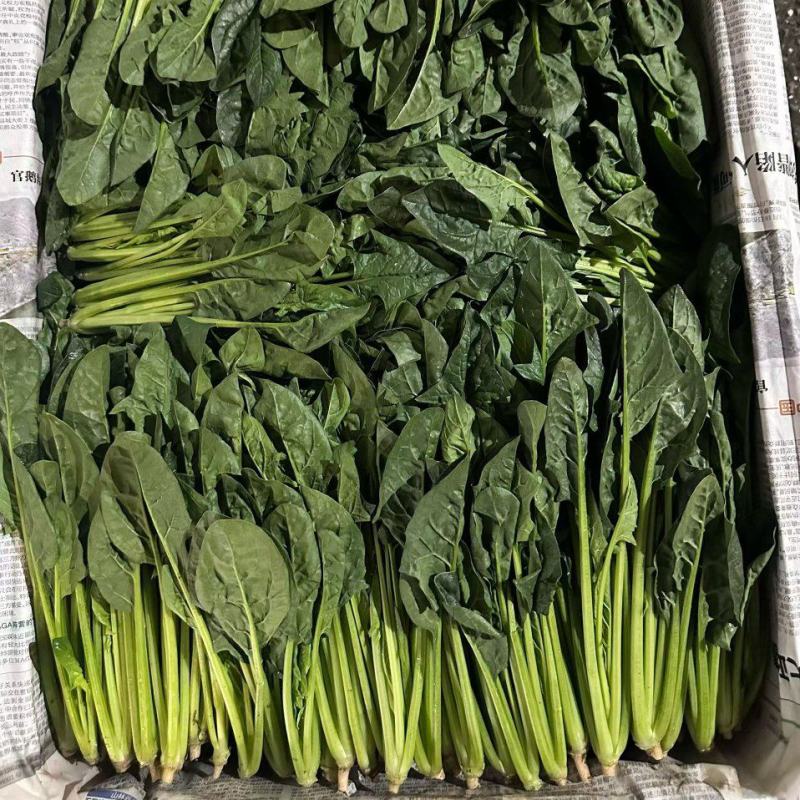 内蒙菠菜基地供货一手货源，可视频看货对接全国