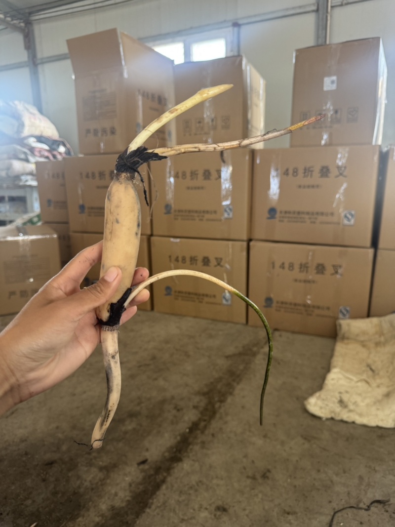 白洋淀荷苗基地精品观赏荷花