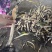 白洋淀荷苗基地精品观赏荷花