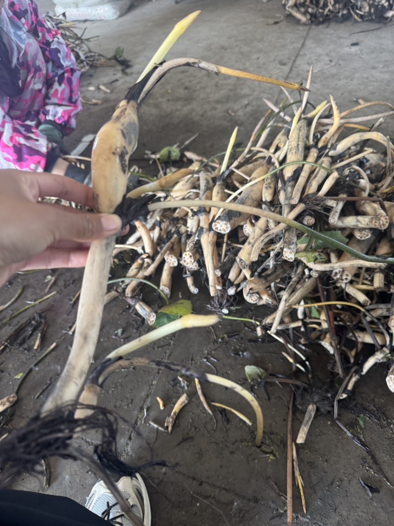 白洋淀荷苗基地精品观赏荷花