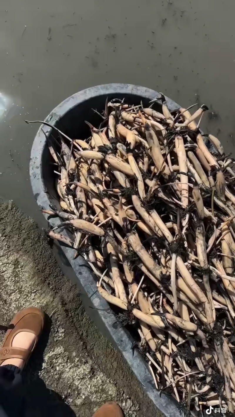 白洋淀荷苗基地精品观赏荷花
