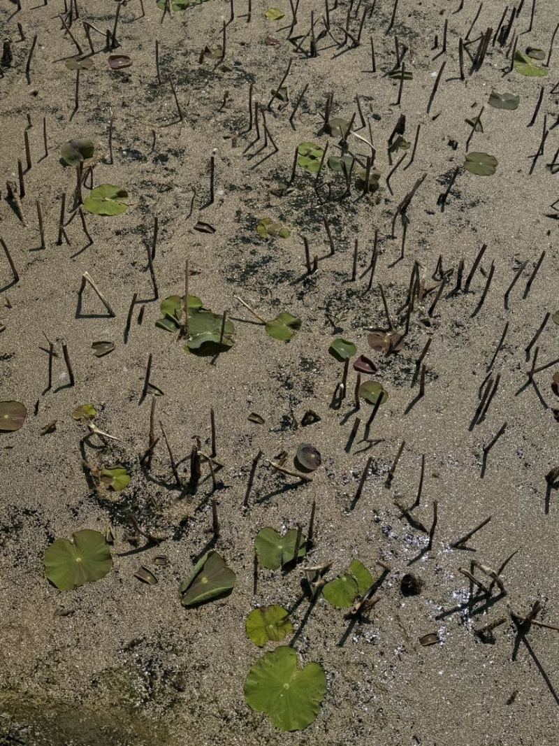 白洋淀荷苗基地精品观赏荷花