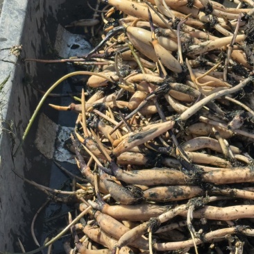 白洋淀荷苗基地精品观赏荷花