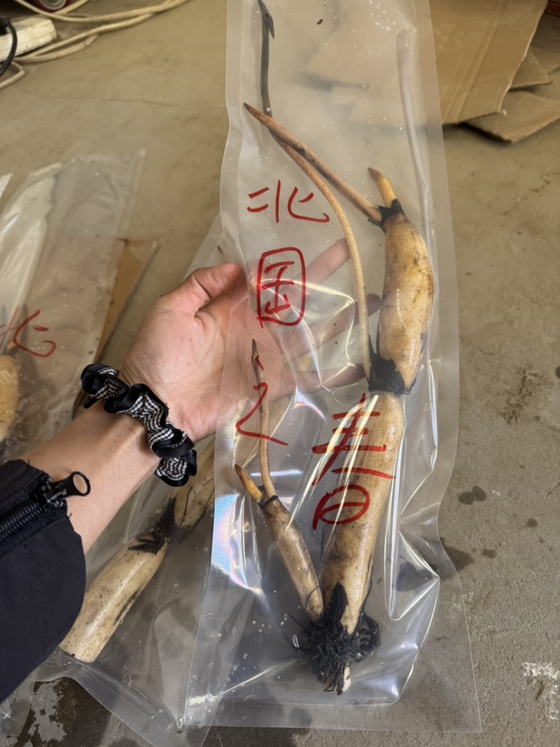 白洋淀荷苗基地精品观赏荷花