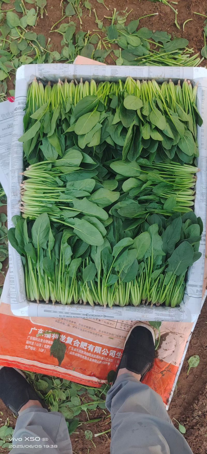 内蒙菠菜基地供货一手货源，可视频看货对接全国