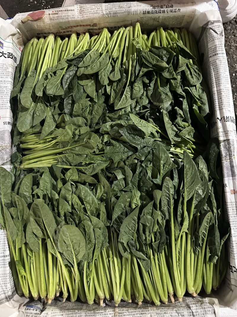内蒙菠菜基地供货一手货源，可视频看货对接全国