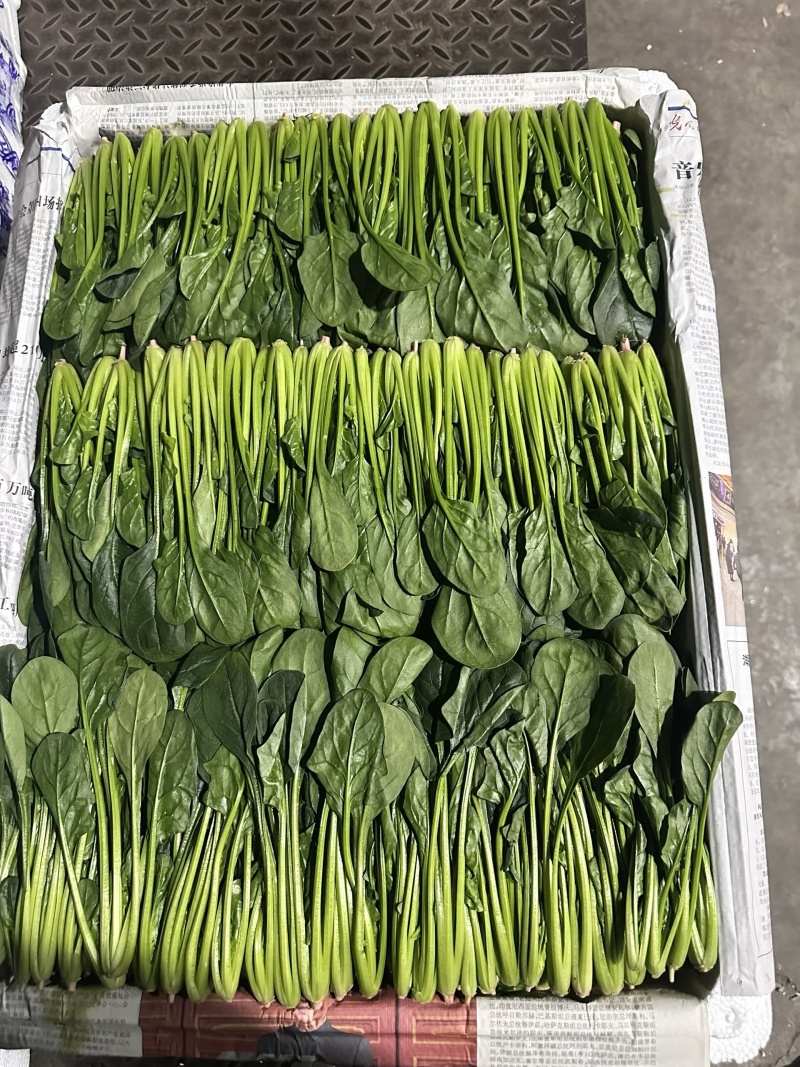 内蒙菠菜基地供货一手货源，可视频看货对接全国