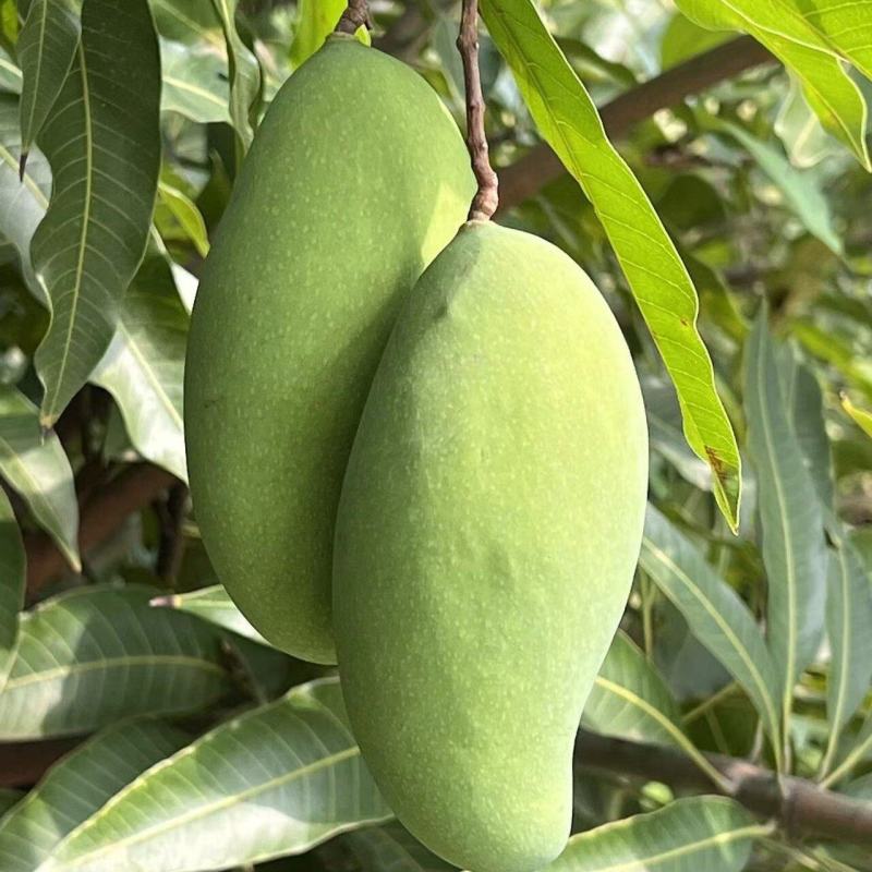 广西百色大青芒大量批发