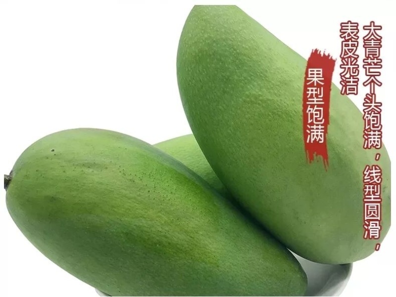 广西百色大青芒大量批发