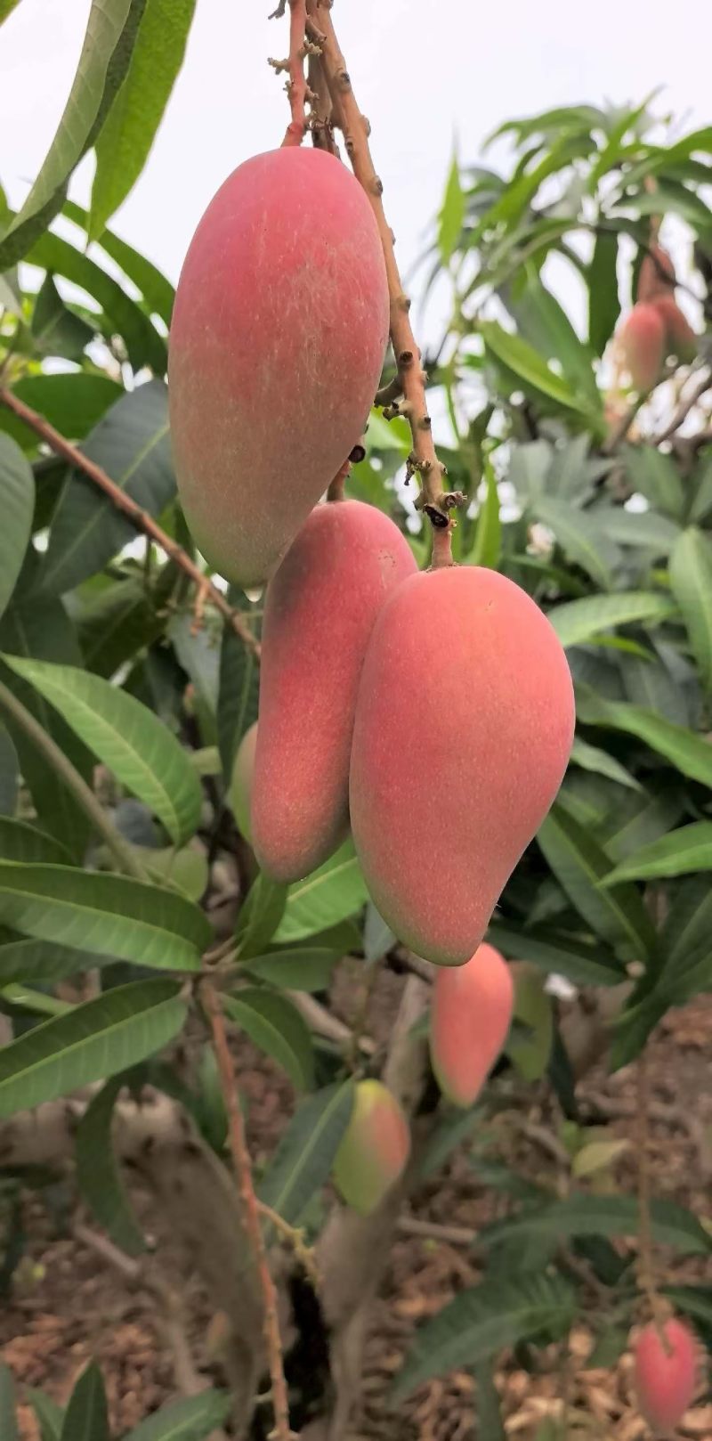 广西百色贵妃芒大量批发