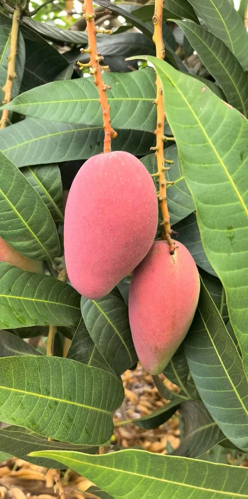 广西百色贵妃芒大量批发