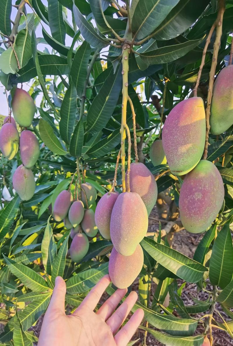 广西百色贵妃芒大量批发