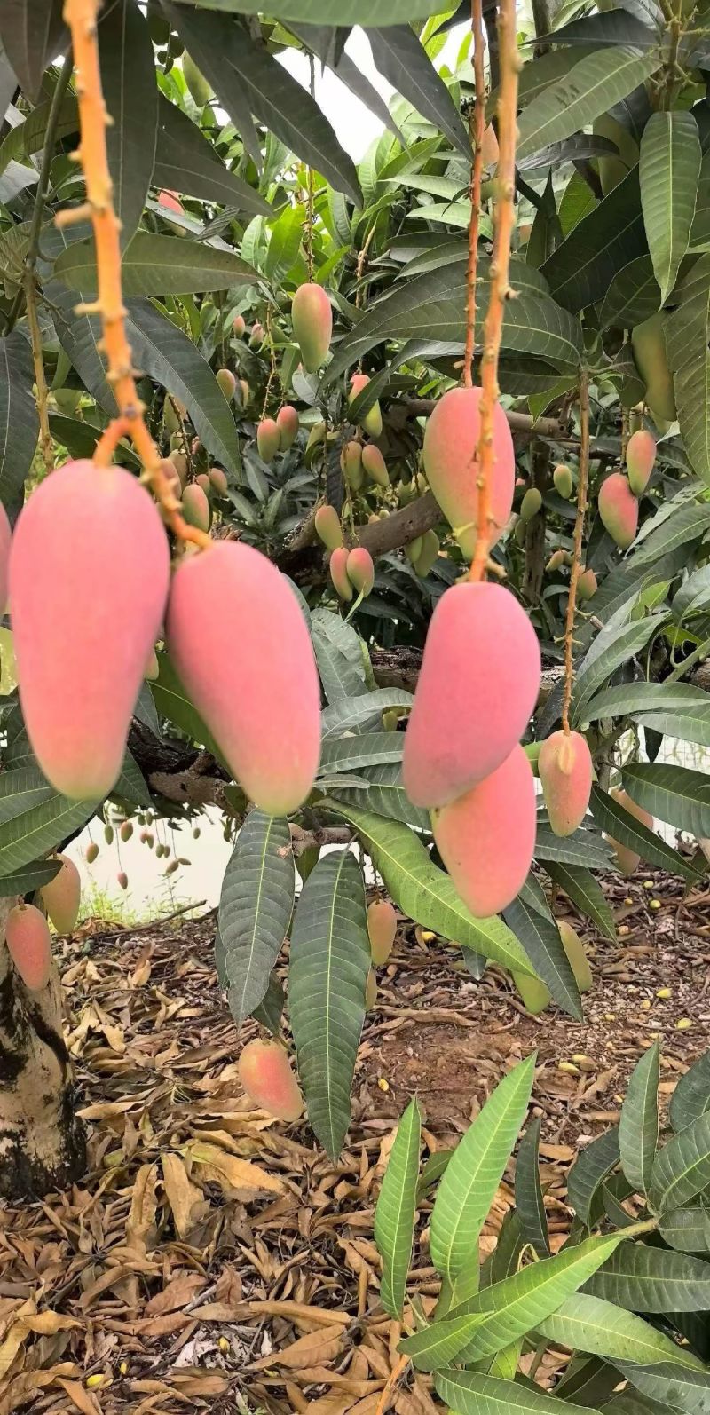 广西百色贵妃芒大量批发