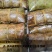 粽子新鲜现包，220克/个，多种口味可选（鲜肉粽、独立包