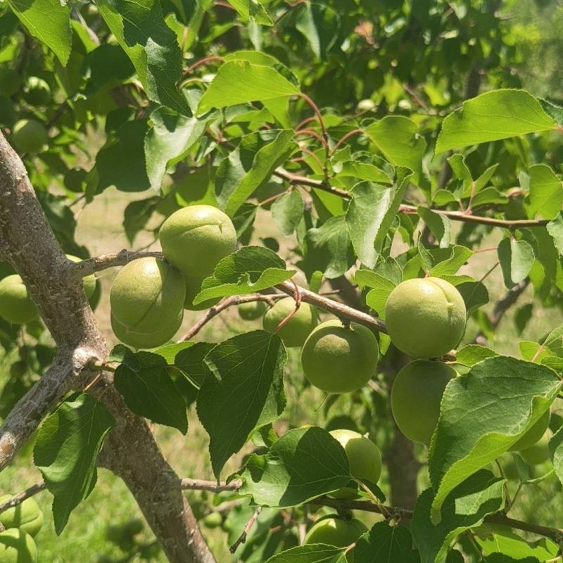 小红杏，吊干杏