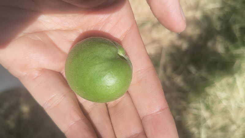 小红杏，吊干杏