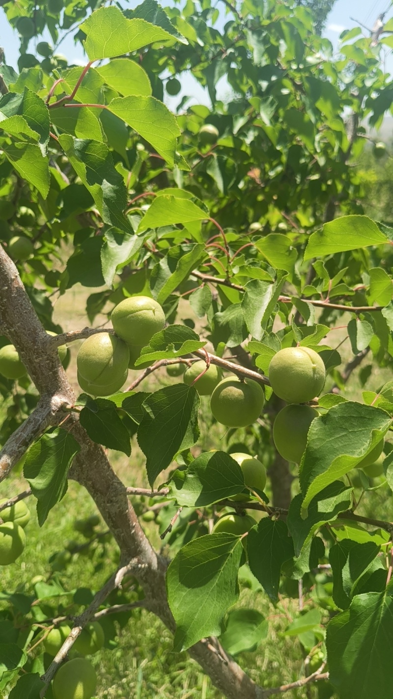 小红杏，吊干杏