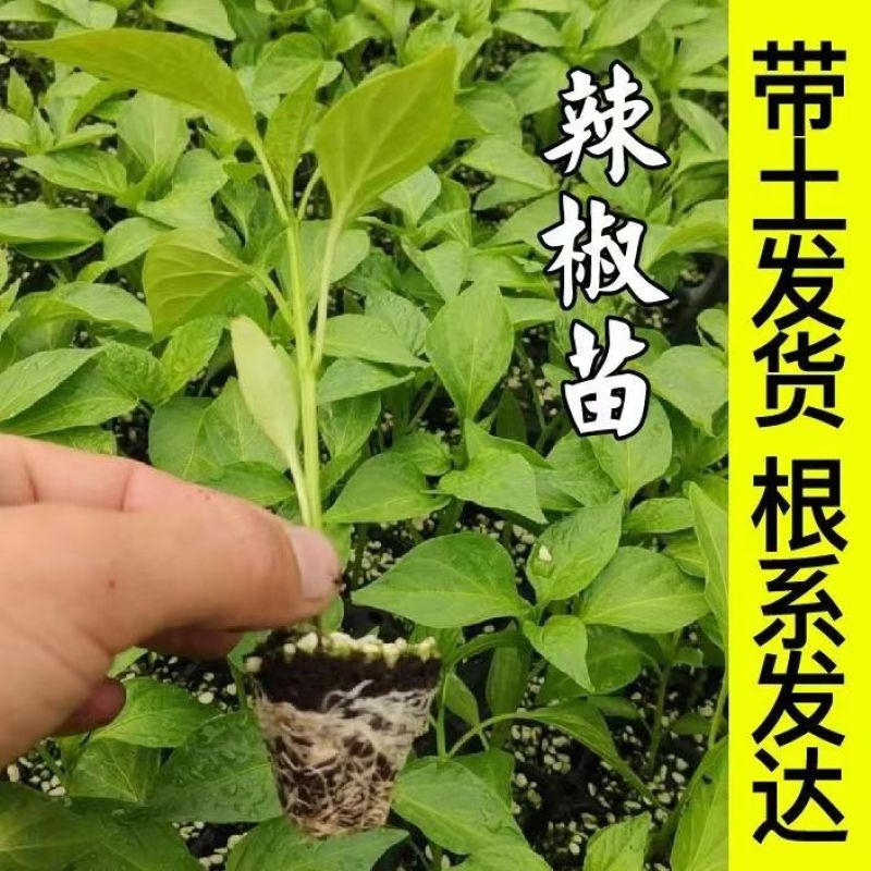 七彩五彩椒苗四季结果高产辣椒苗苗场直销量大从优