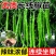 【辣椒苗】8号线椒苗：湖南椒，全基基质穴盘苗