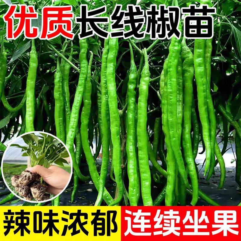 【辣椒苗】8号线椒苗：湖南椒，全基基质穴盘苗