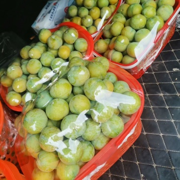 六马中蜂糖李