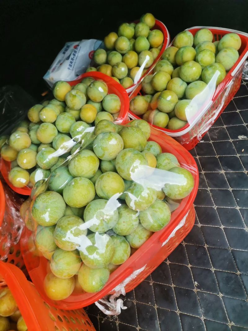 六马中蜂糖李