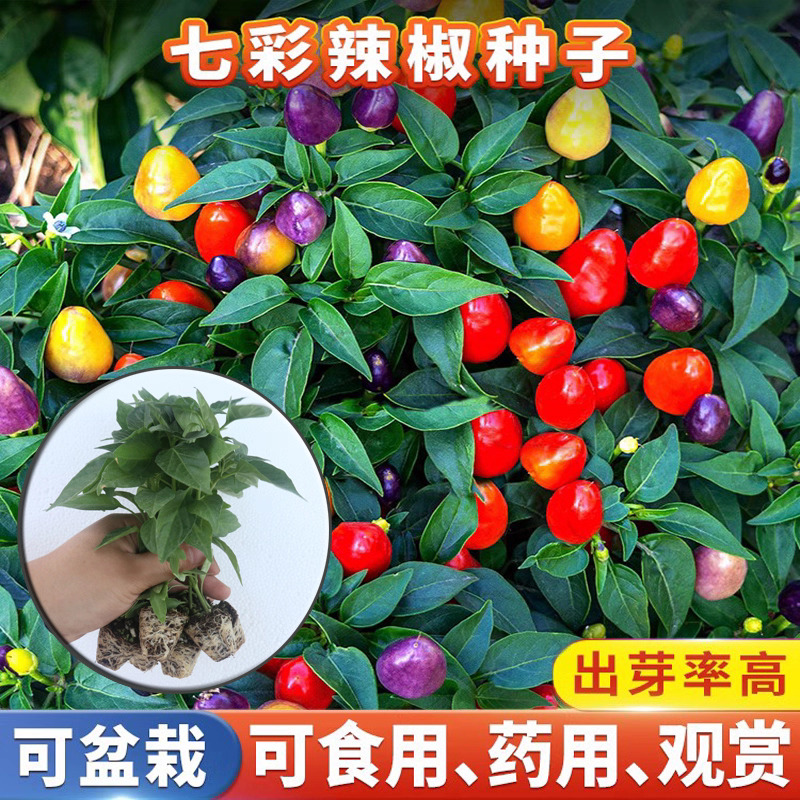 七彩五彩椒苗四季结果高产辣椒苗苗场直销量大从优