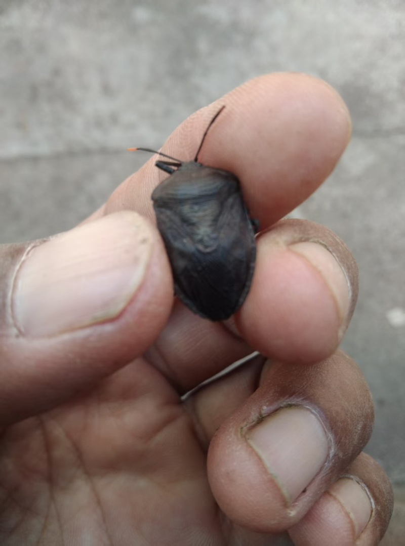 云南红河九香虫干货需要的老板联系
