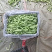 无丝豆架豆王