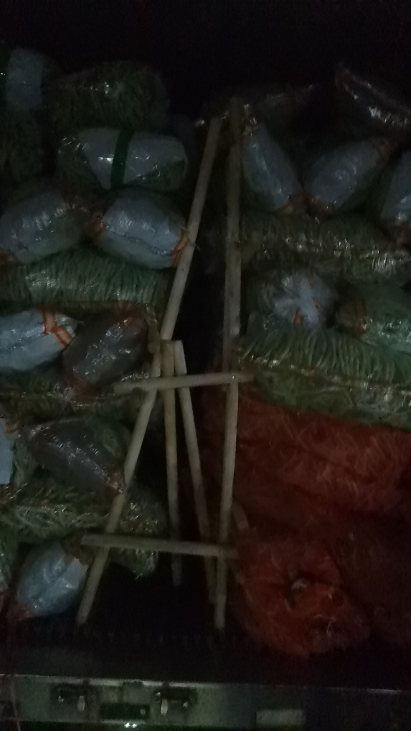 无丝豆架豆王