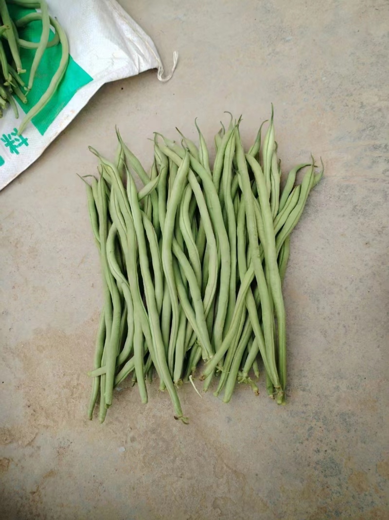 无丝豆架豆王