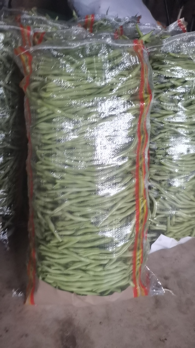无丝豆架豆王
