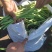 无丝豆架豆王