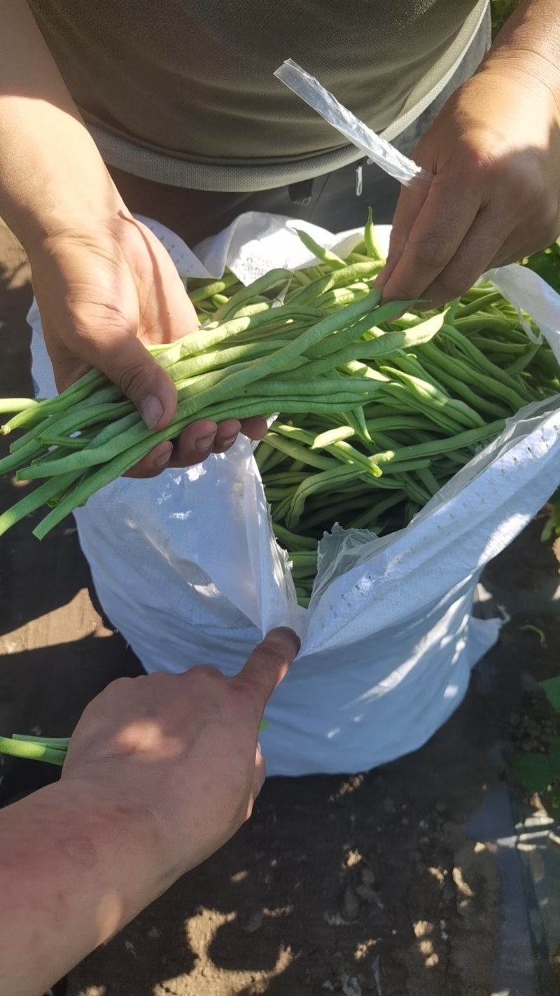 无丝豆架豆王