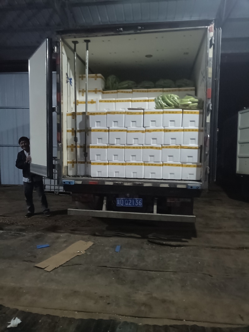 山西省绿皮西葫芦，对接商起批发市场