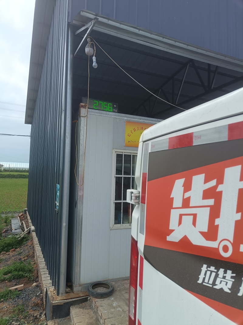 山西省绿皮西葫芦，对接商起批发市场