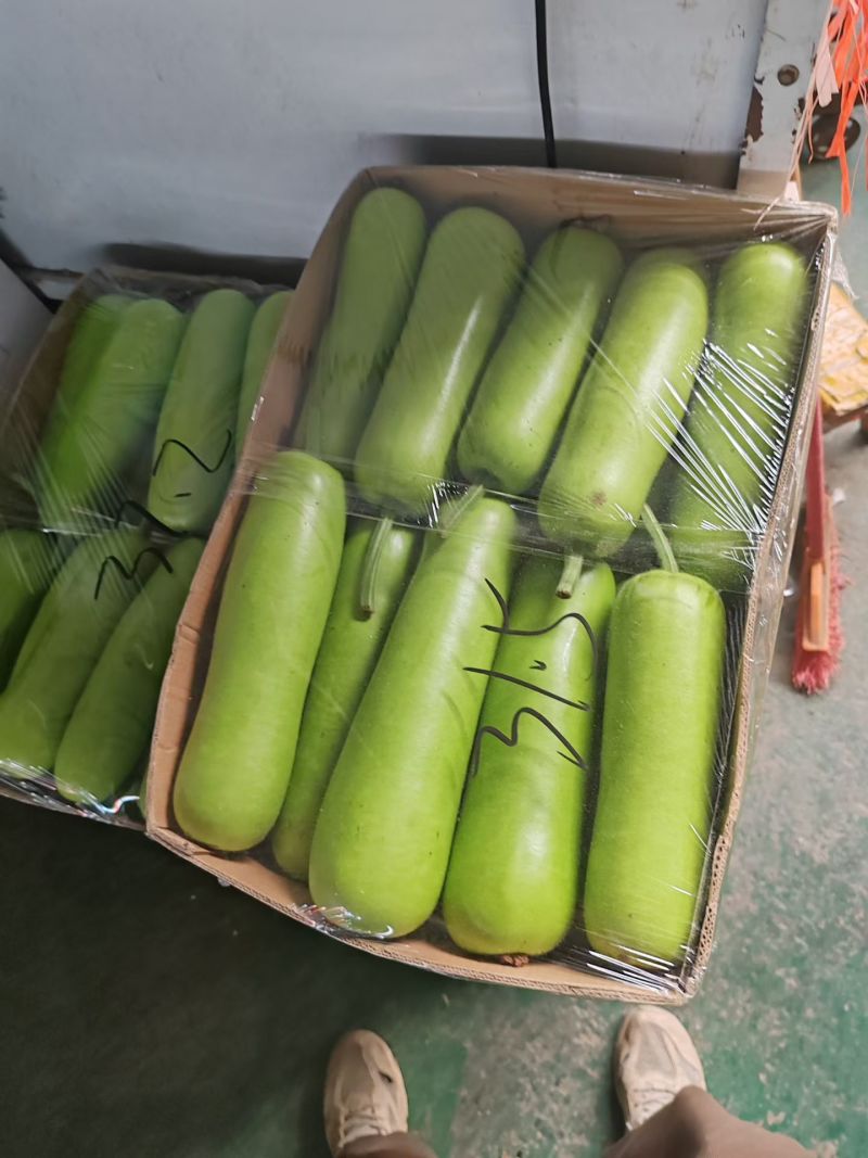 精品瓠瓜