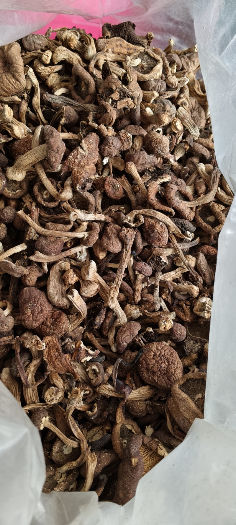 赤松茸出售