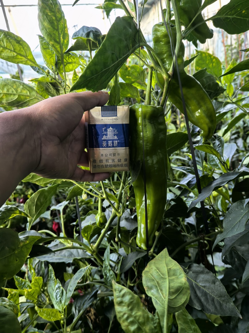 精品芜湖椒需要的老板联系