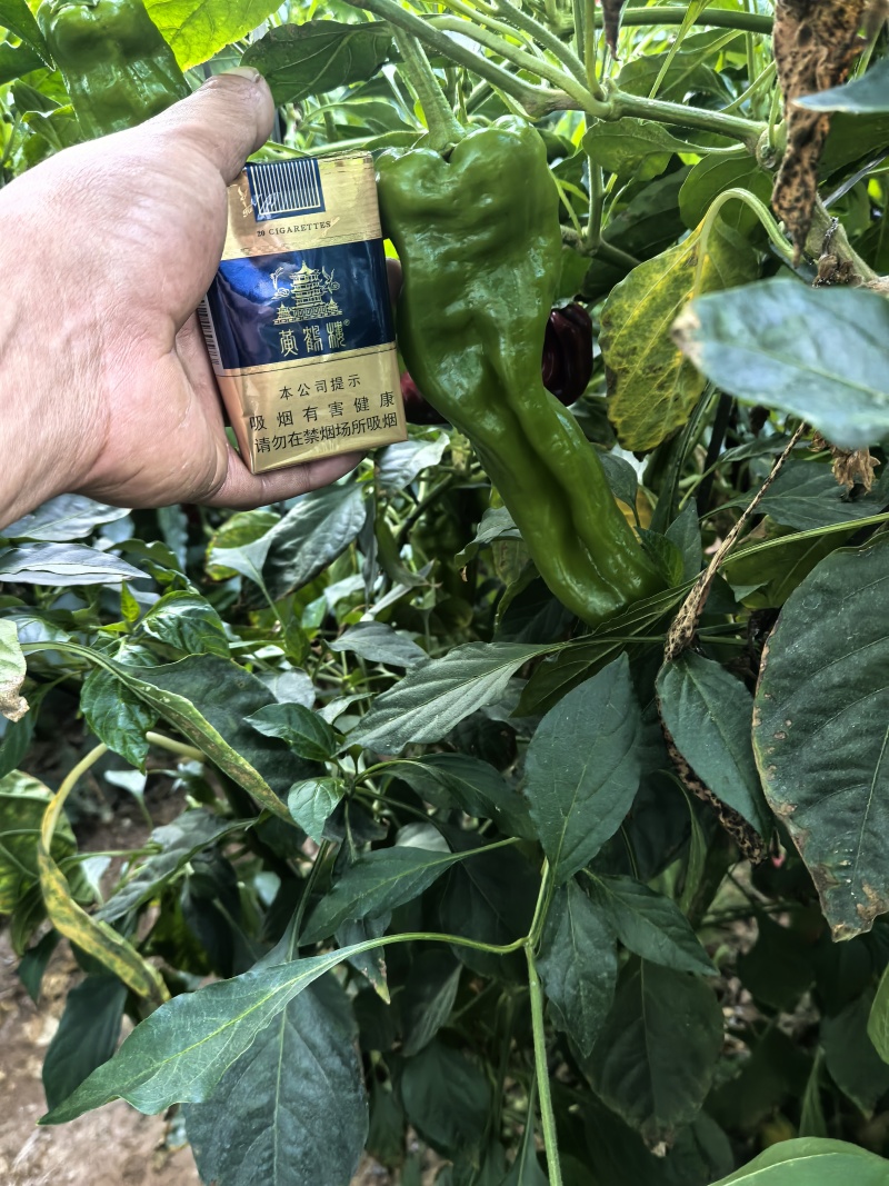精品芜湖椒需要的老板联系