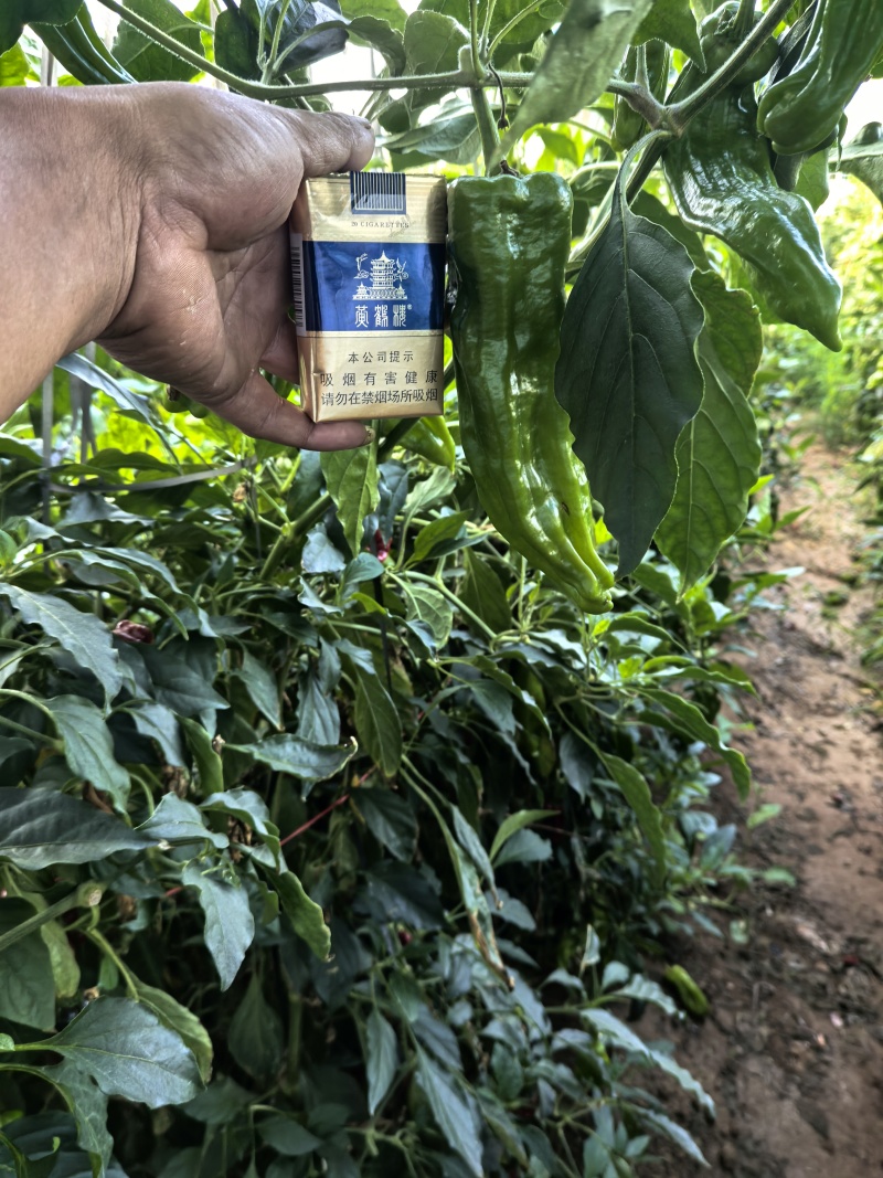 精品芜湖椒需要的老板联系