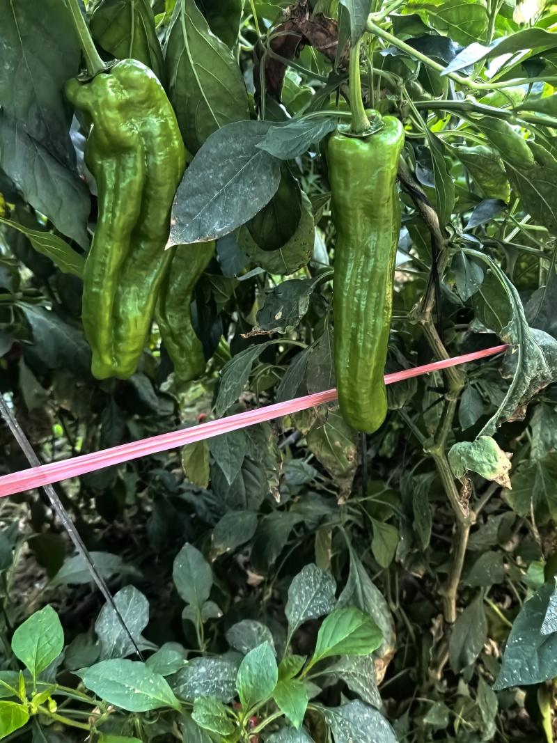 精品芜湖椒需要的老板联系
