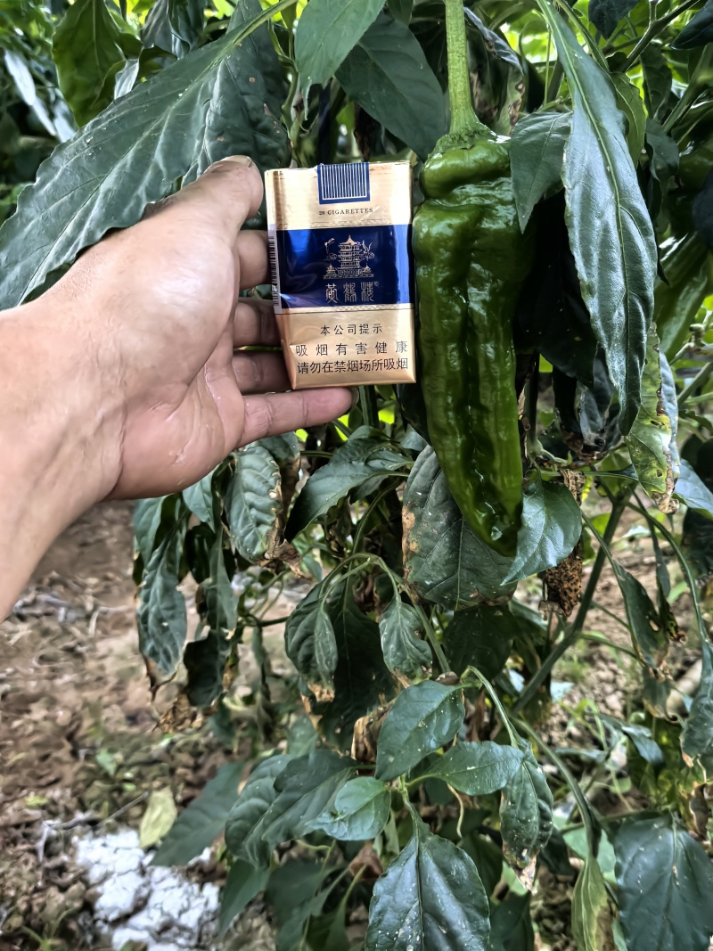 精品芜湖椒需要的老板联系