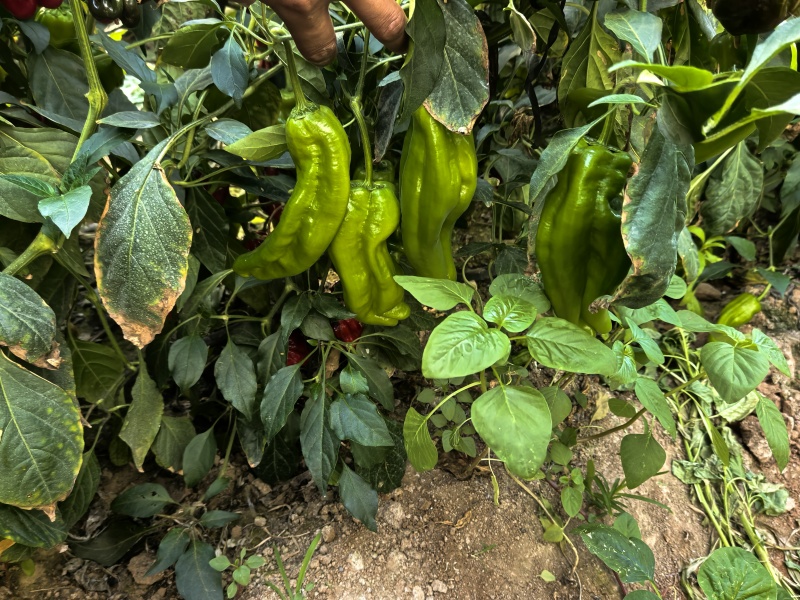 精品芜湖椒需要的老板联系