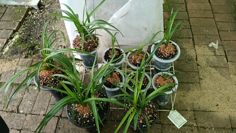 香花绿兰