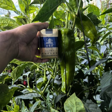精品芜湖椒需要的老板联系