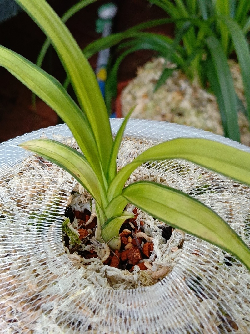 香花绿兰