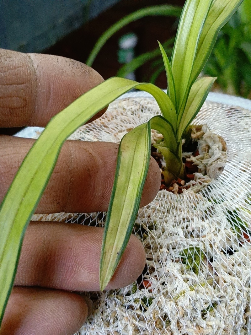 香花绿兰