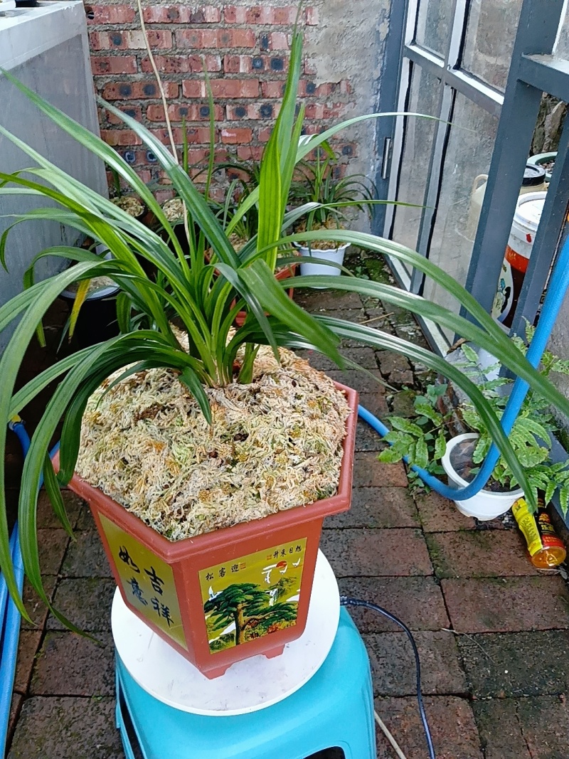 香花绿兰