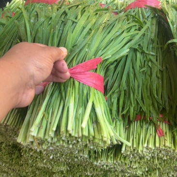 韭菜临漳大叶韭菜交通便利，品种、规格齐全基地直发